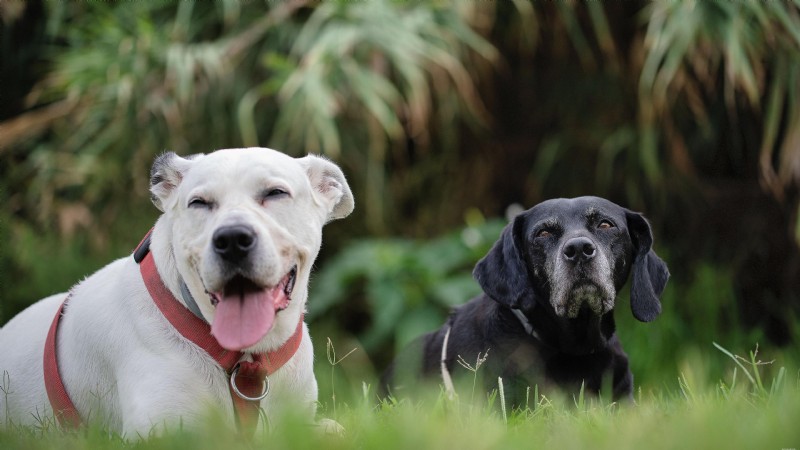 Buddy Guard vs Critical Immune Defense: Comparing Mushroom Supplements for Pets