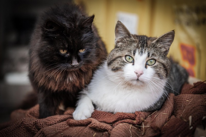 Hyperthyroidism in Cats: Complete Guide for Owners