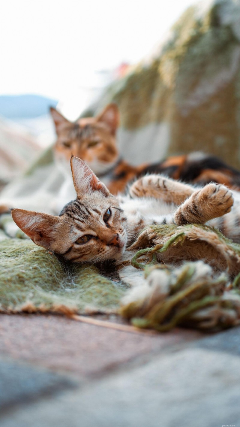 Hyperthyroidism in Cats: Complete Guide for Owners