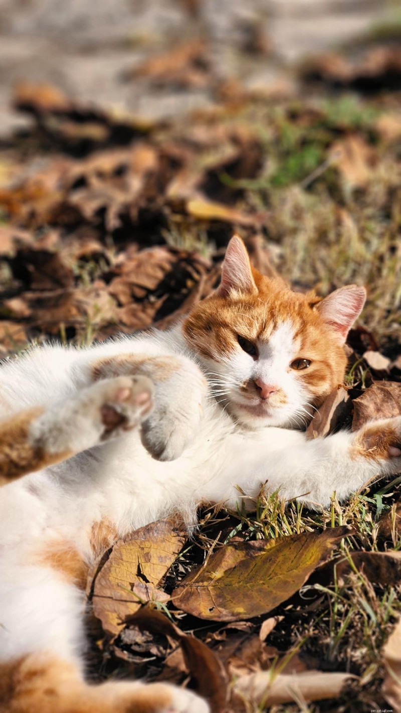 Hyperthyroidism in Cats: Complete Guide for Owners