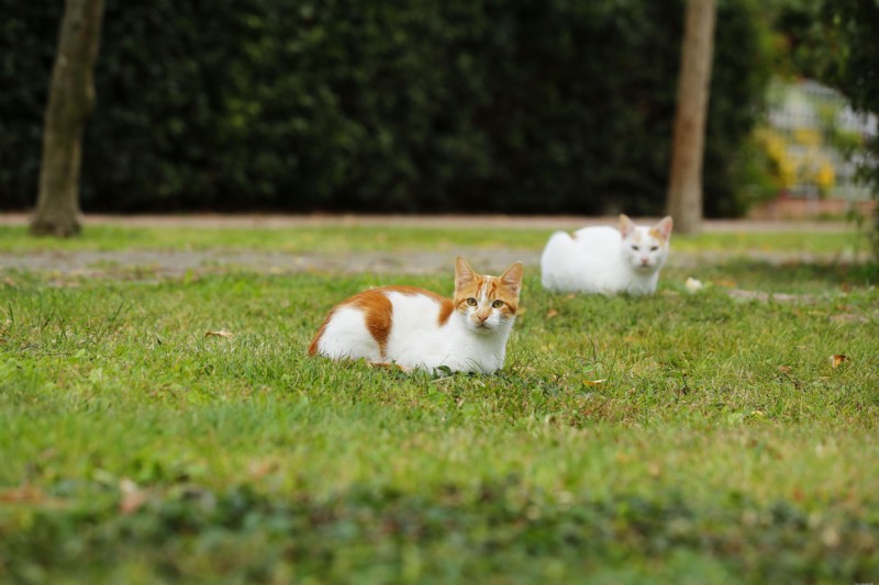 Hyperthyroidism in Cats: Complete Guide for Owners