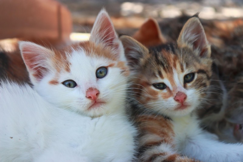 Hyperthyroidism in Cats: Complete Guide for Owners