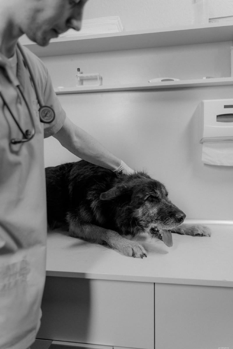 Mast Cell Tumors in Dogs: A Complete Guide to Diagnosis, Treatment & Prognosis