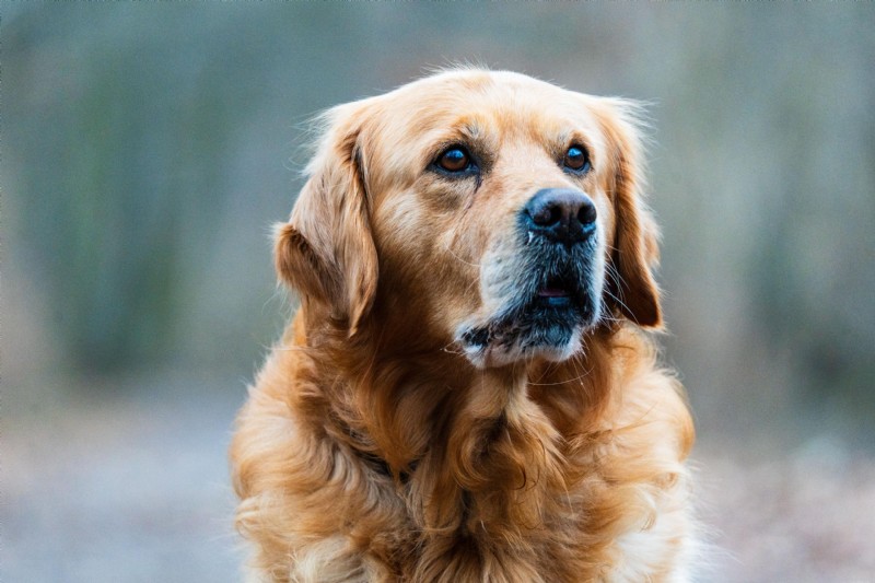Mast Cell Tumors in Dogs: A Complete Guide to Diagnosis, Treatment & Prognosis