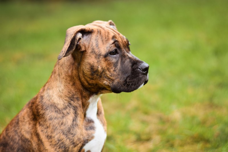 Mast Cell Tumors in Dogs: A Complete Guide to Diagnosis, Treatment & Prognosis