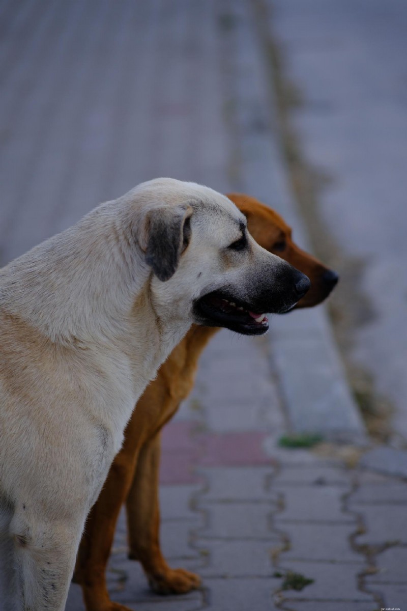 Mast Cell Tumors in Dogs: A Complete Guide to Diagnosis, Treatment & Prognosis
