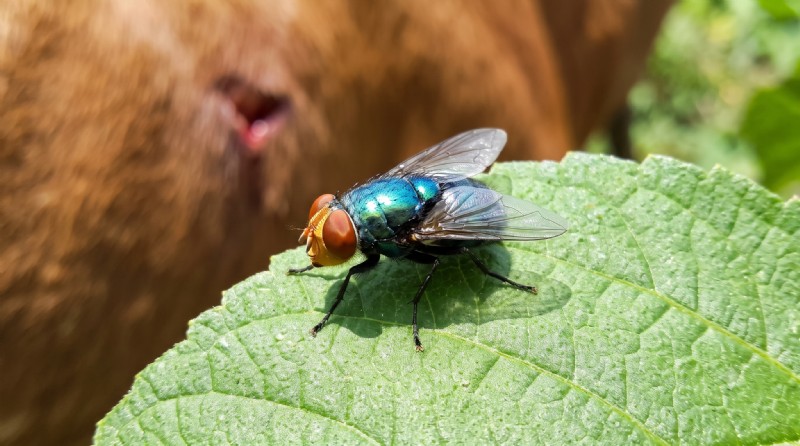 New World Screwworm: Re‑Emergence in the United States and What Pet Owners Need to Know