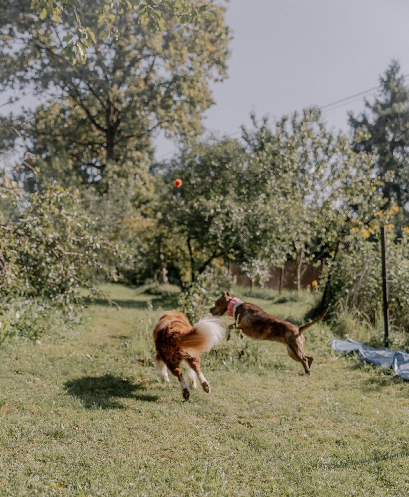 New World Screwworm: Re‑Emergence in the United States and What Pet Owners Need to Know