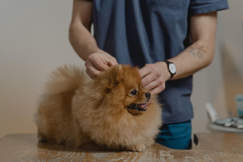 New World Screwworm: Re‑Emergence in the United States and What Pet Owners Need to Know