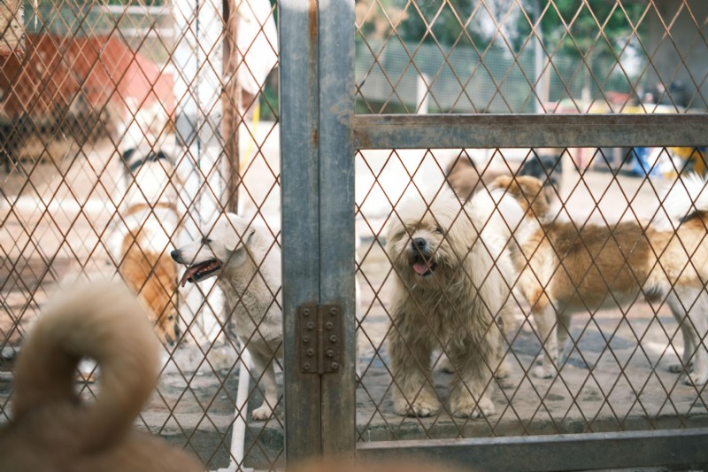 New World Screwworm: Re‑Emergence in the United States and What Pet Owners Need to Know