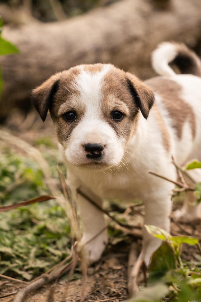 Understanding Parvo and Distemper in Puppies: Causes, Symptoms, Treatment, and Prevention