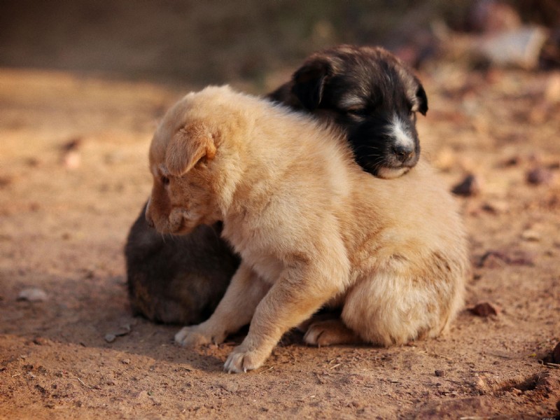 Understanding Parvo and Distemper in Puppies: Causes, Symptoms, Treatment, and Prevention