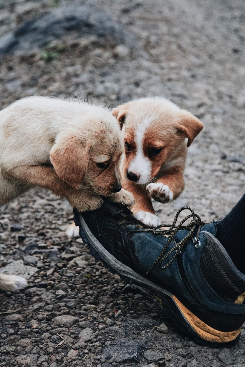 Understanding Parvo and Distemper in Puppies: Causes, Symptoms, Treatment, and Prevention