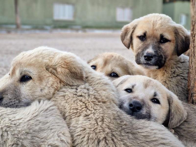 Understanding Parvo and Distemper in Puppies: Causes, Symptoms, Treatment, and Prevention