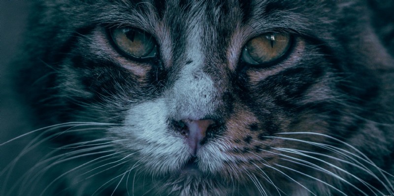 Cataracts in Senior Dogs and Cats: Signs, Diagnosis, and Care