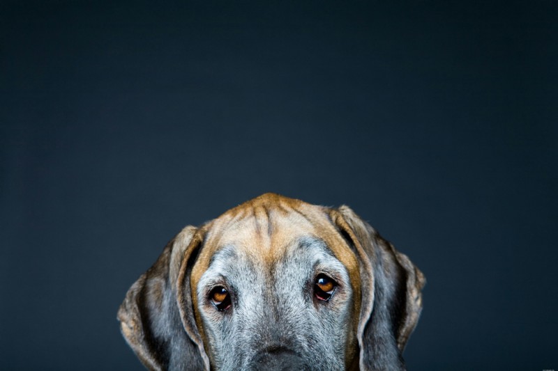 Cataracts in Senior Dogs and Cats: Signs, Diagnosis, and Care