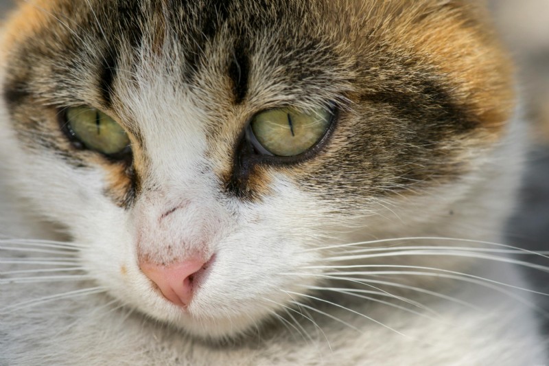 Cataracts in Senior Dogs and Cats: Signs, Diagnosis, and Care
