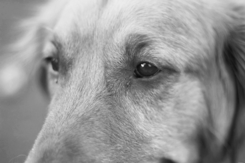 Cataracts in Senior Dogs and Cats: Signs, Diagnosis, and Care
