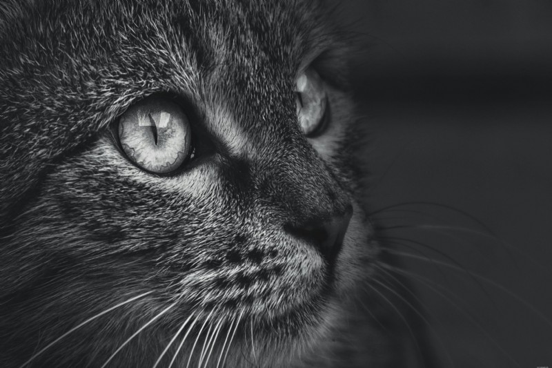 Cataracts in Senior Dogs and Cats: Signs, Diagnosis, and Care