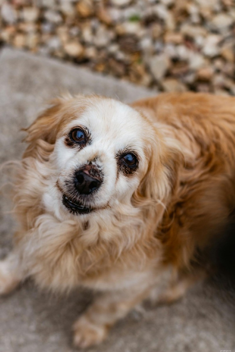 Cataracts in Senior Dogs and Cats: Signs, Diagnosis, and Care