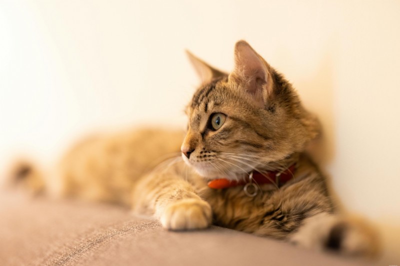 Feline Leukemia Virus (FeLV): Comprehensive Guide for Cat Owners