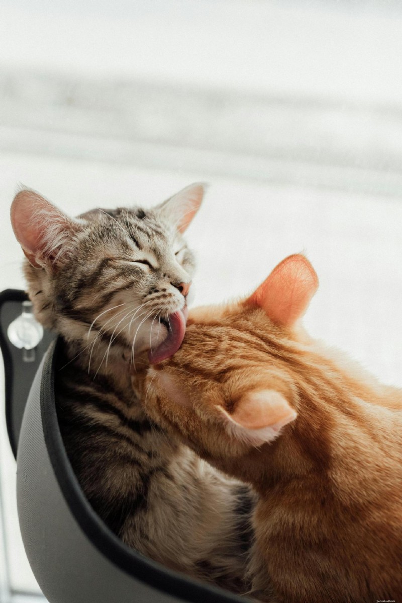 Feline Leukemia Virus (FeLV): Comprehensive Guide for Cat Owners