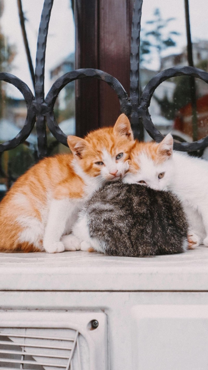 Feline Leukemia Virus (FeLV): Comprehensive Guide for Cat Owners