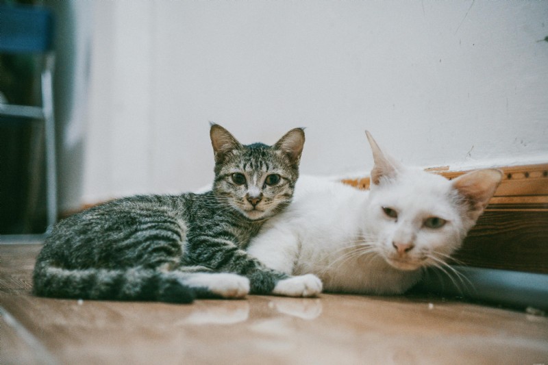 Feline Leukemia Virus (FeLV): Comprehensive Guide for Cat Owners