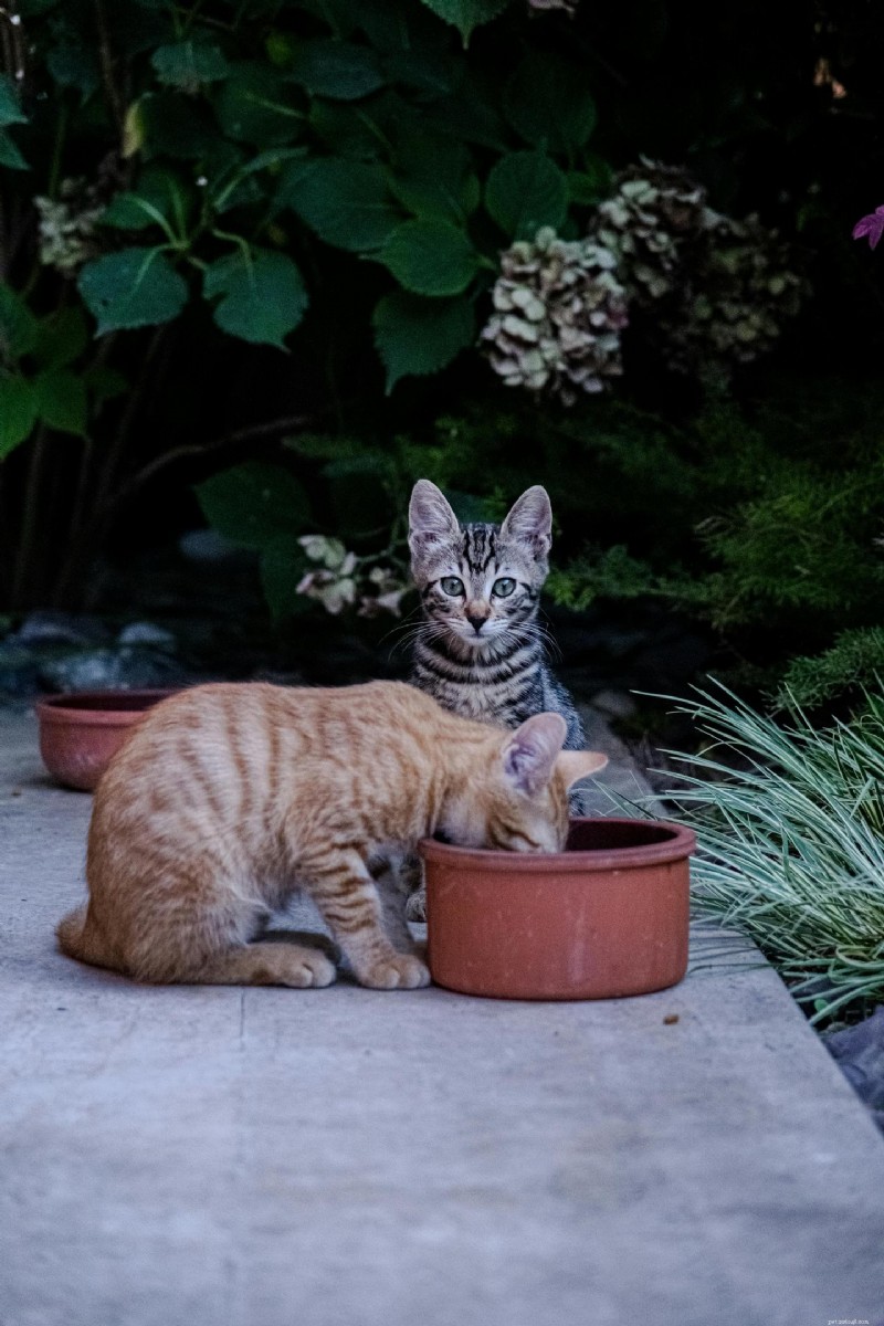 Feline Leukemia Virus (FeLV): Comprehensive Guide for Cat Owners