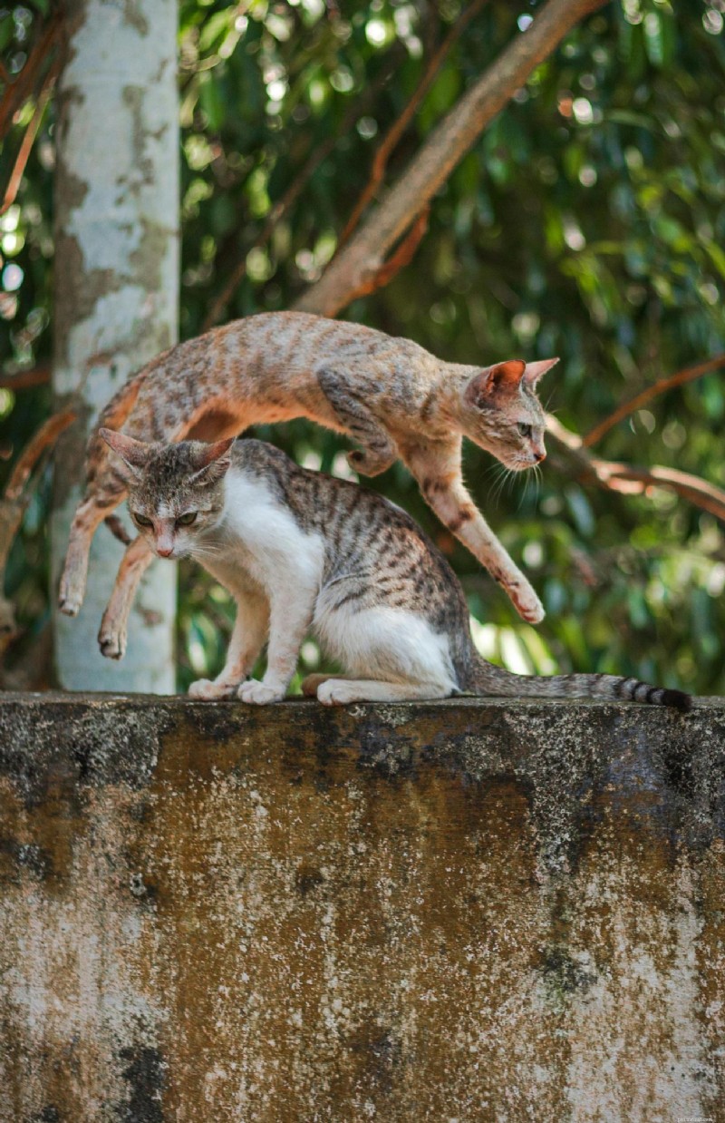 Feline Leukemia Virus (FeLV): Comprehensive Guide for Cat Owners