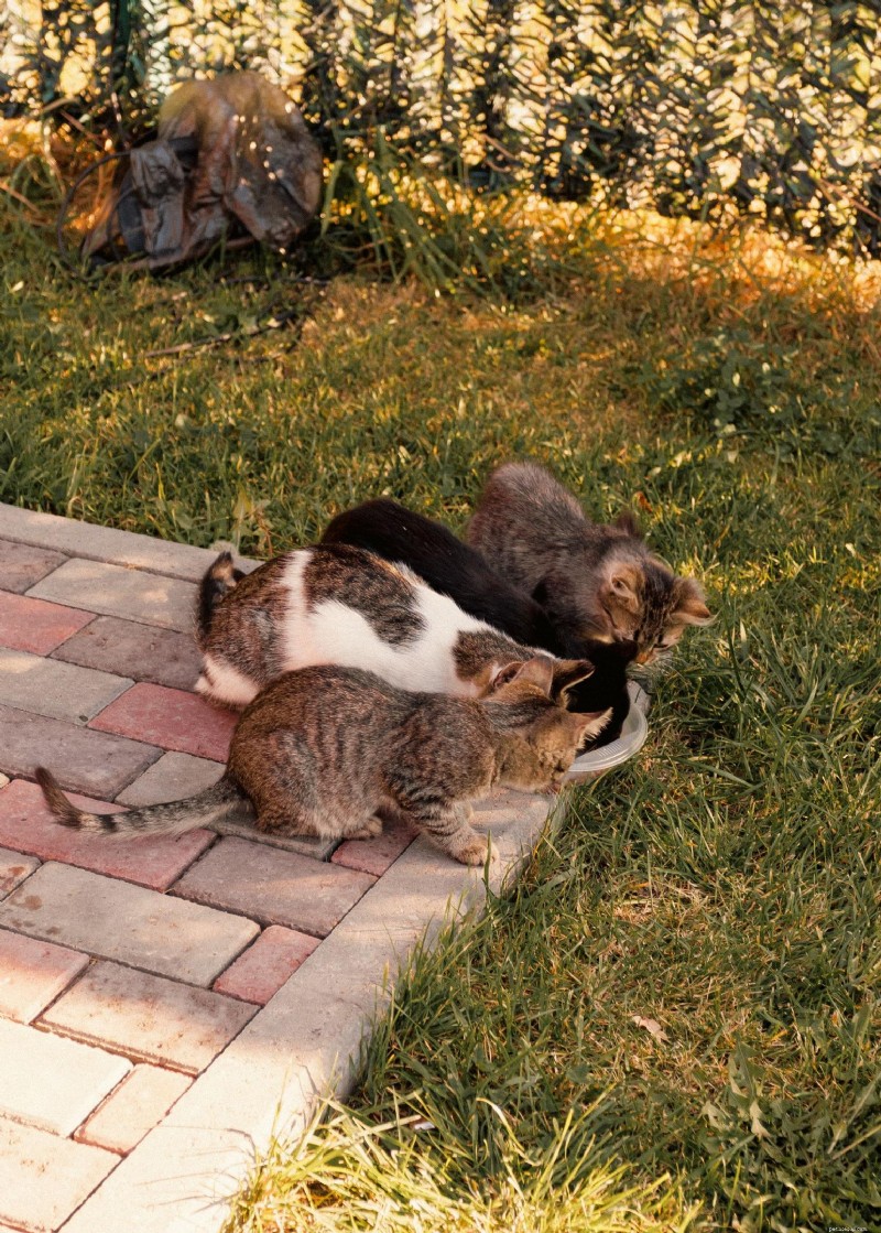 Feline Leukemia Virus (FeLV): Comprehensive Guide for Cat Owners