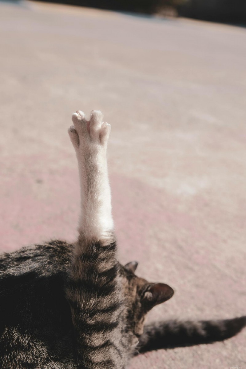 Feline Leukemia Virus (FeLV): Comprehensive Guide for Cat Owners