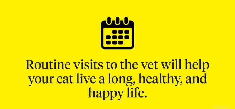 How Often Should You Take Your Cat to the Vet?