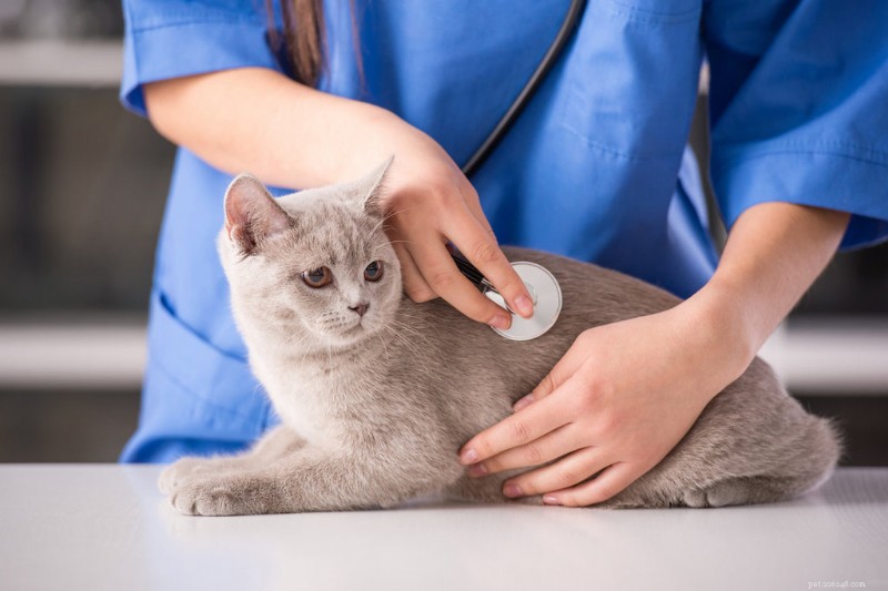 How Often Should You Take Your Cat to the Vet?