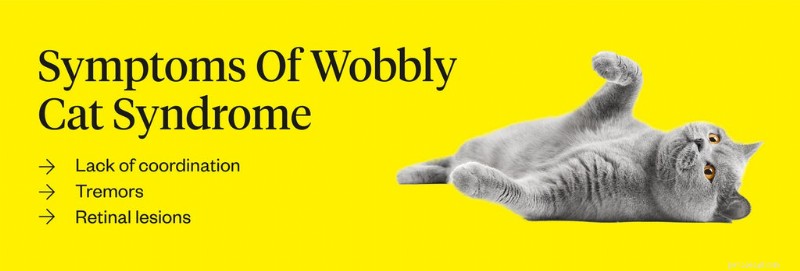 Wobbly Cat Syndrome (Cerebellar Hypoplasia): Causes, Symptoms, Diagnosis & Care