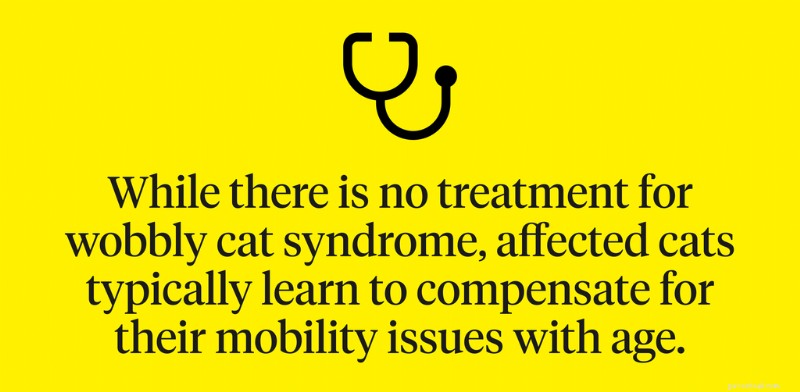 Wobbly Cat Syndrome (Cerebellar Hypoplasia): Causes, Symptoms, Diagnosis & Care
