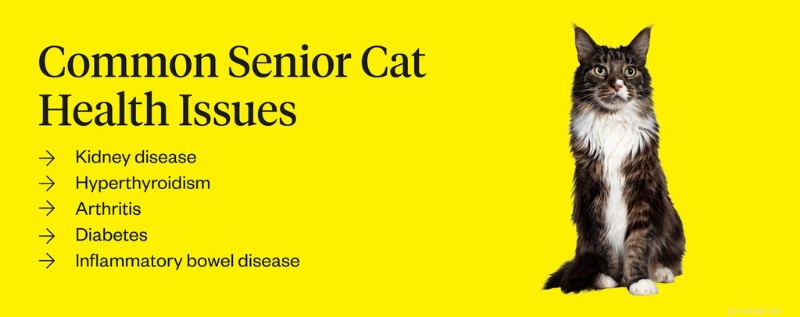How to Know When Your Cat Becomes a Senior