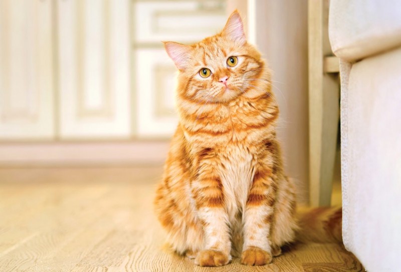 Feline Dementia: What Cat Owners Need to Know About Cognitive Dysfunction