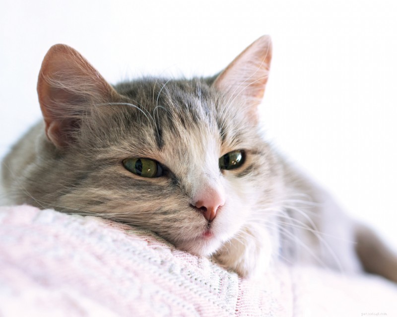 Feline Dementia: What Cat Owners Need to Know About Cognitive Dysfunction