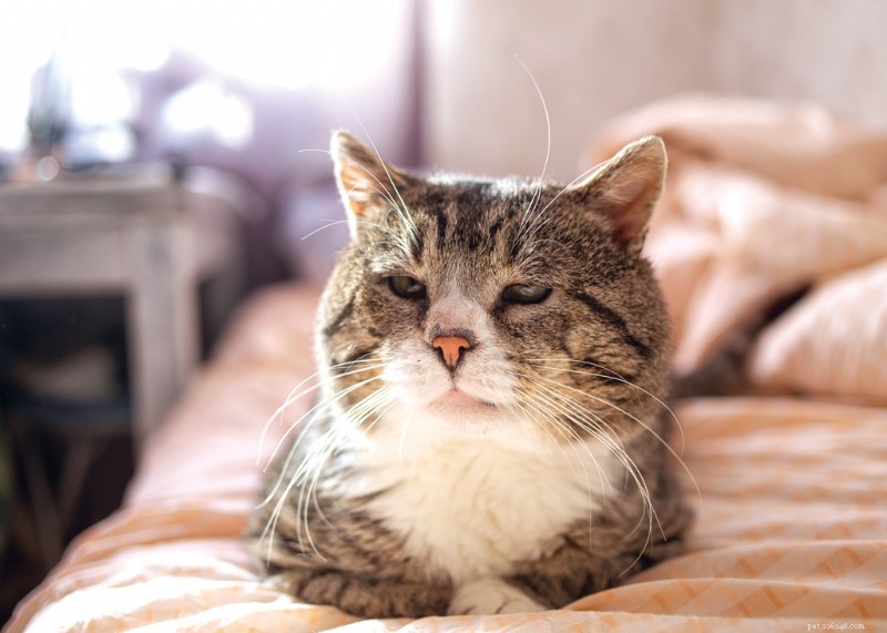 Feline Dementia: What Cat Owners Need to Know About Cognitive Dysfunction