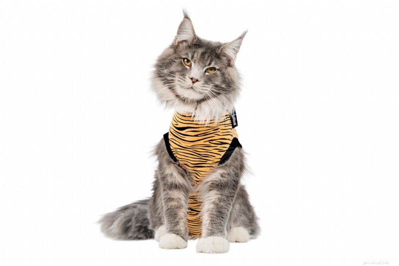 Top Cat Wellness Essentials for a Healthier, Happier Feline