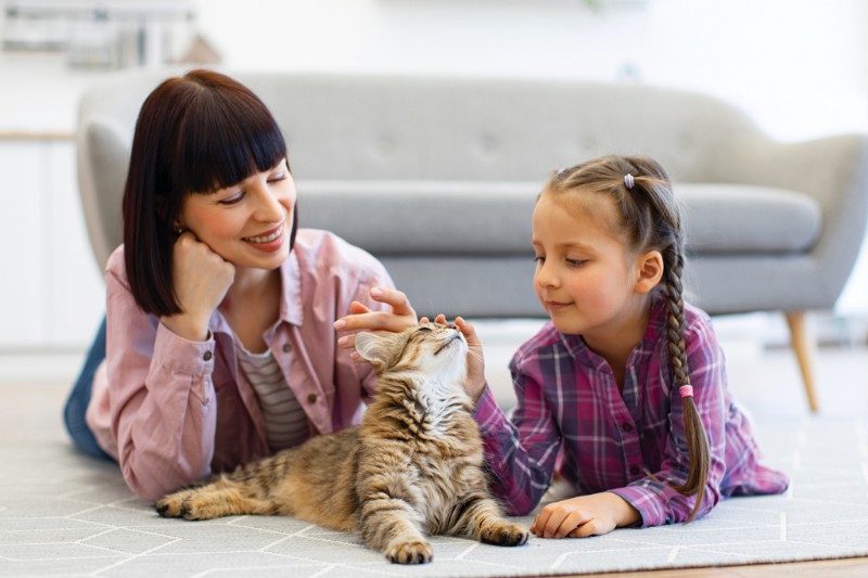 Top Cat Wellness Essentials for a Healthier, Happier Feline