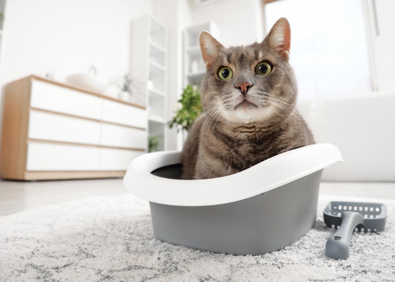 12 Proven Ways to Eliminate Litter‑Box Odor