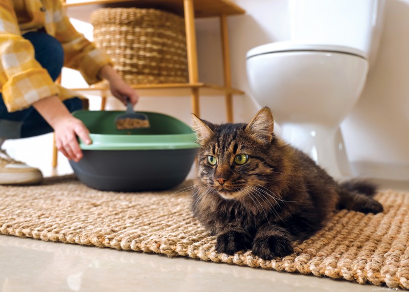 12 Proven Ways to Eliminate Litter‑Box Odor