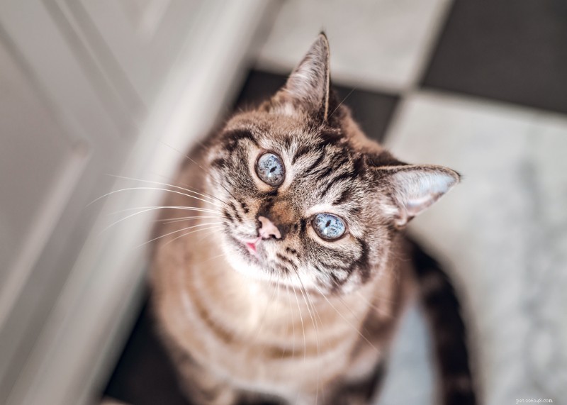 12 Proven Ways to Eliminate Litter‑Box Odor