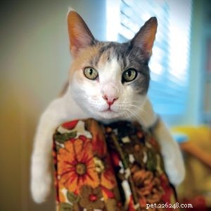 Tiny Cat Stories: Heartwarming Miniature Tales of Cats Who Changed Our Lives