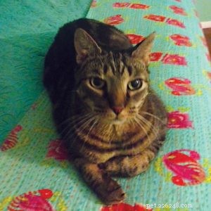 Tiny Cat Stories: Heartwarming Miniature Tales of Cats Who Changed Our Lives