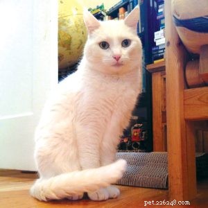Tiny Cat Stories: Heartwarming Miniature Tales of Cats Who Changed Our Lives