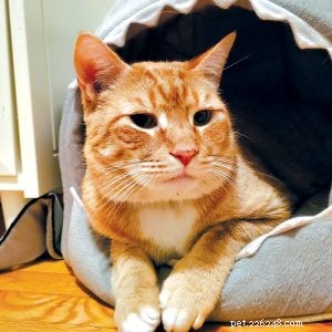 Tiny Cat Stories: Heartwarming Miniature Tales of Cats Who Changed Our Lives