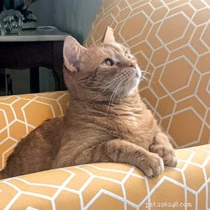 Tiny Cat Stories: Heartwarming Miniature Tales of Cats Who Changed Our Lives